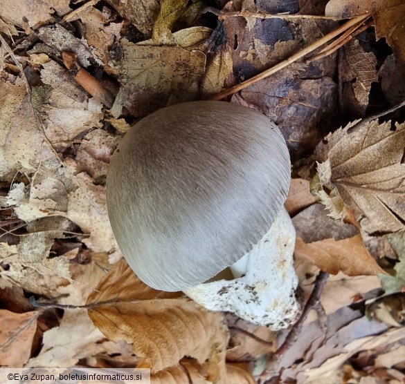 Amanita pseudoargentea
