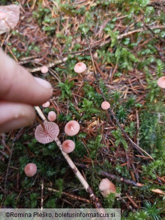 Mycena rosella