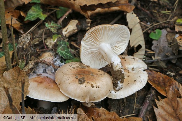 Hygrophorus nemoreus