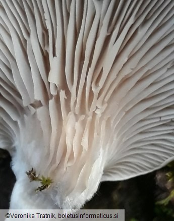 Pleurotus ostreatus