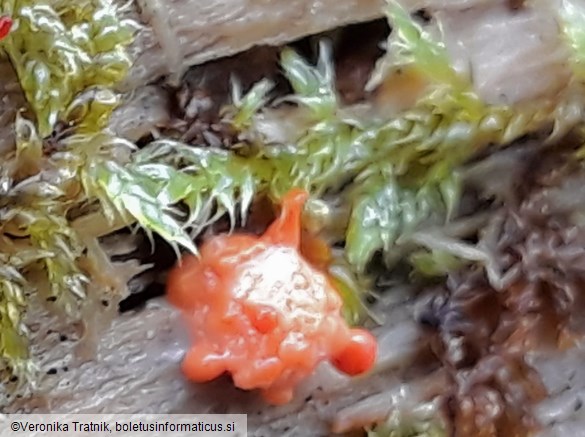 Lycogala epidendrum