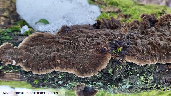 Porostereum spadiceum
