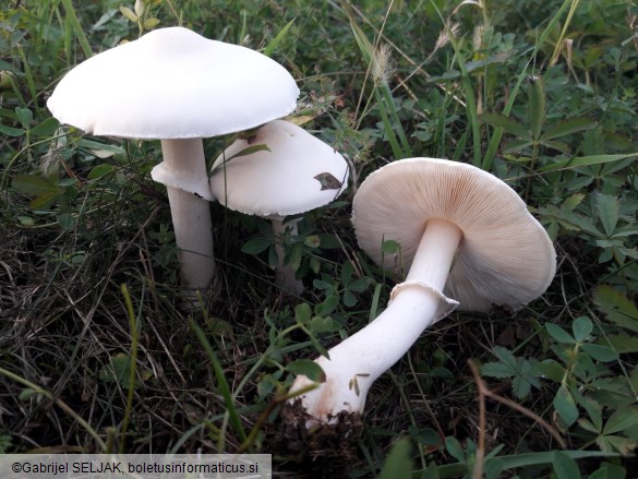 Leucoagaricus leucothites