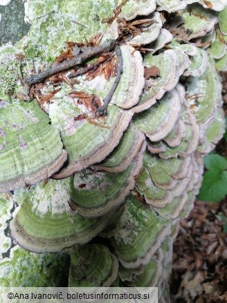 Trichaptum biforme