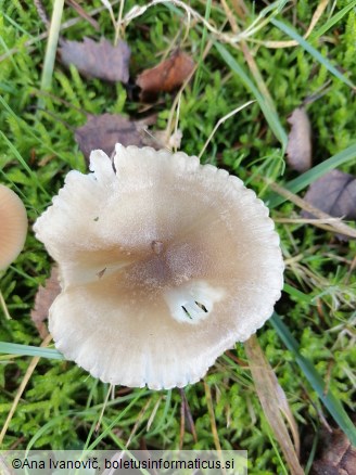 Hygrophorus pustulatus