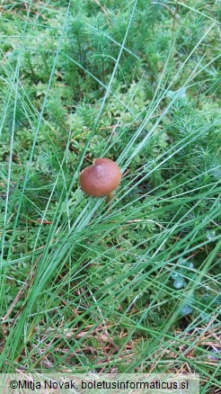 Cortinarius chrysolitus