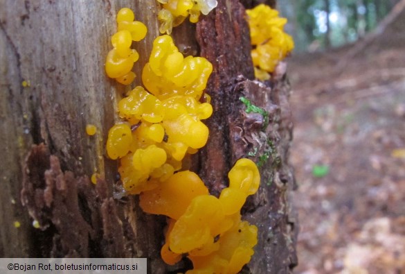 Dacrymyces chrysospermus