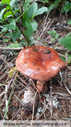 Cortinarius odorifer