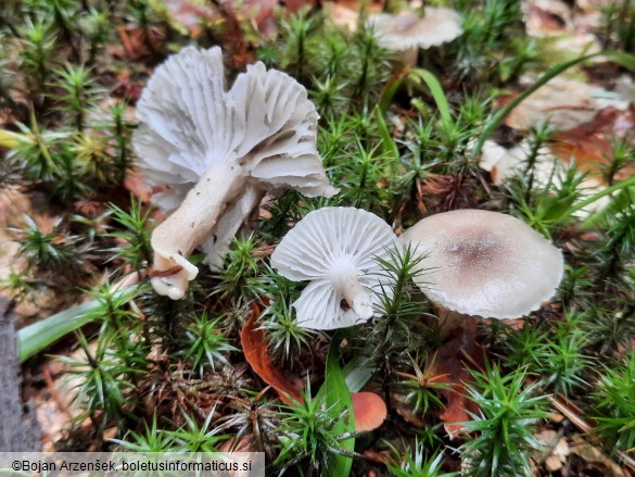 Hygrophorus pustulatus