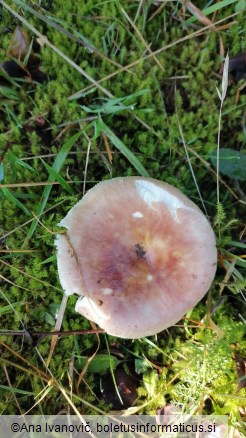 Russula vesca