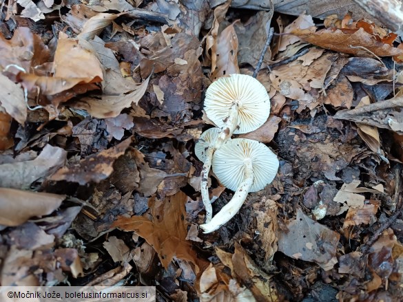 Hygrophorus discoxanthus