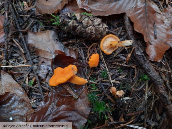 Cantharellus friesii