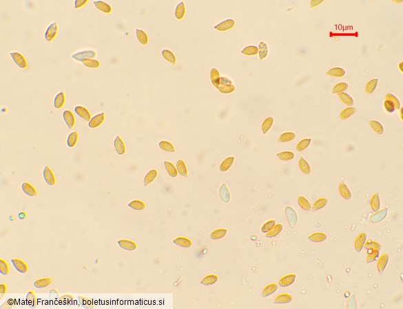 Mycetinis scorodonius