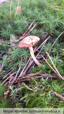 Chalciporus piperatus