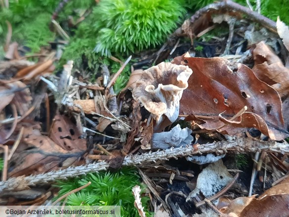 Craterellus undulatus