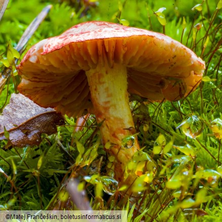 Cortinarius bolaris