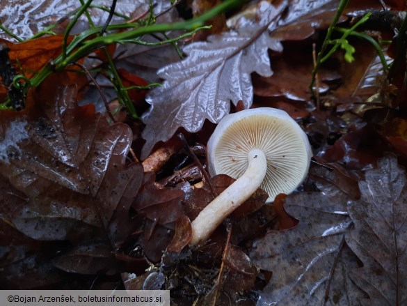 Pholiota lenta