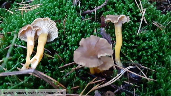 Cantharellus tubaeformis