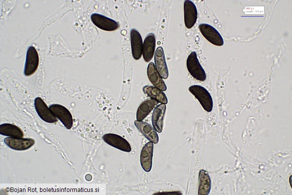 Xylaria longipes