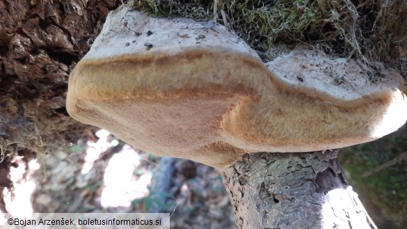 Phellinus hartigii