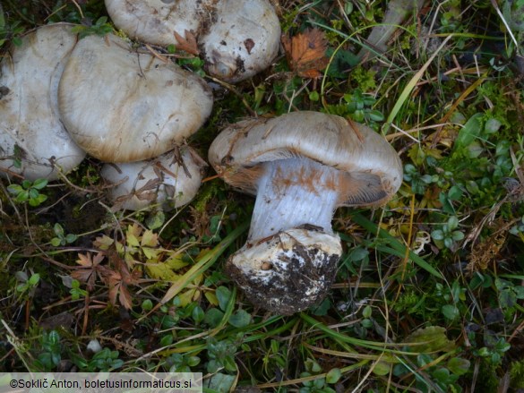 Cortinarius aurantiobasalis