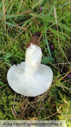 Russula vesca