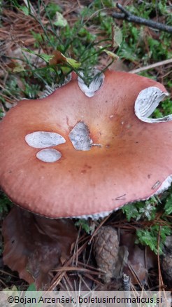 Russula decolorans