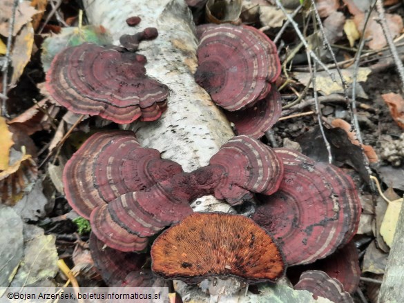 Daedaleopsis tricolor