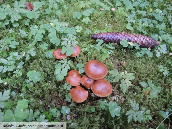 Cortinarius laetissimus