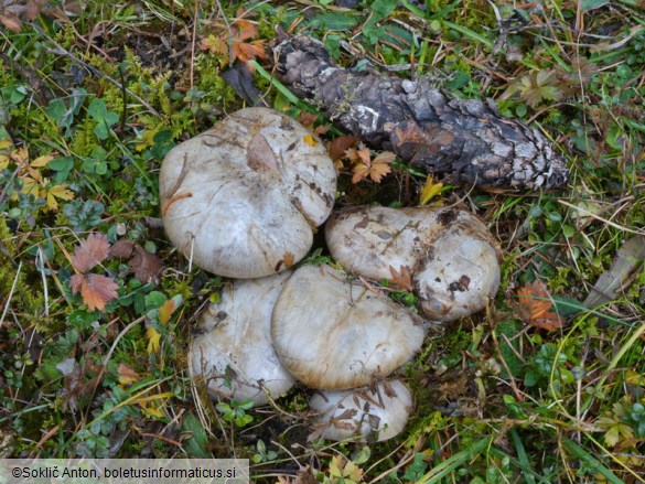 Cortinarius aurantiobasalis