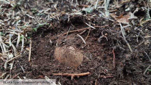 Elaphomyces granulatus