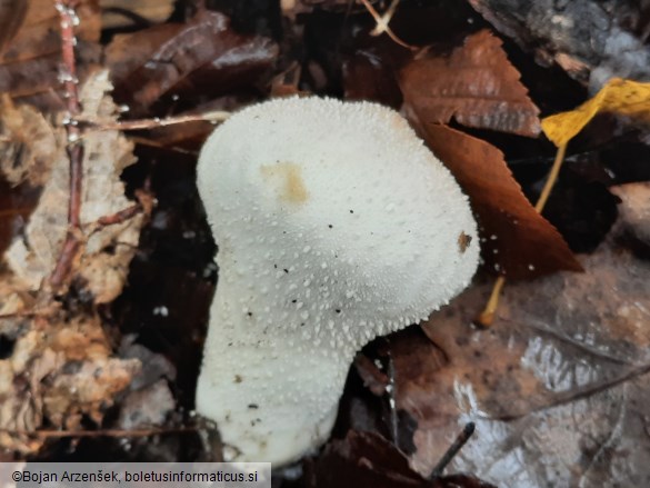 Lycoperdon perlatum