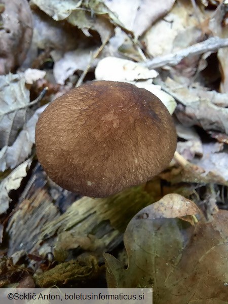 Pluteus romellii