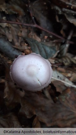 Mycena rosea