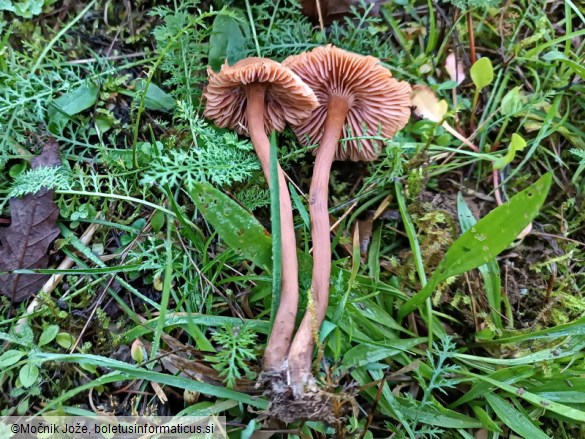 Laccaria macrocystidiata