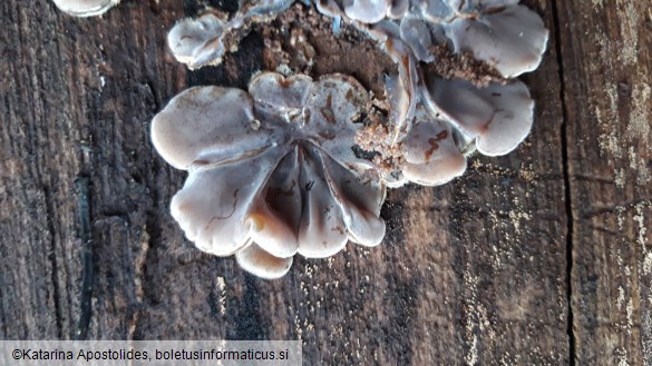 Auricularia mesenterica