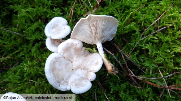 Clitocybe dealbata