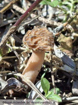 Verpa bohemica