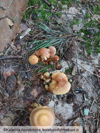 Hypholoma lateritium