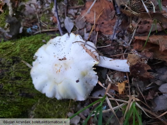 Agaricus sylvicola