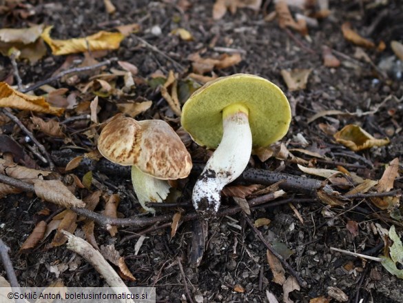 Hemileccinum depilatum