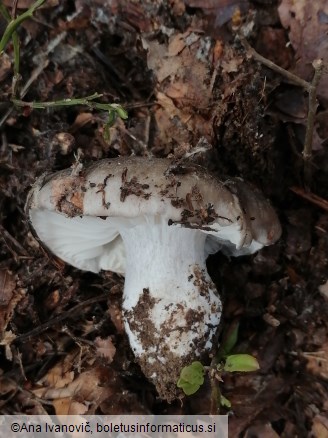 Hygrophorus marzuolus