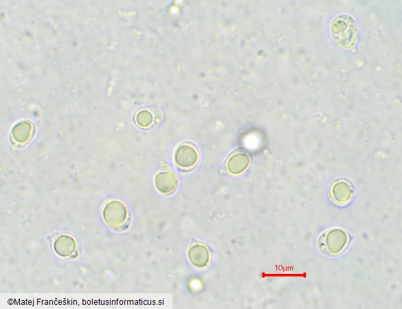 Amanita strobiliformis