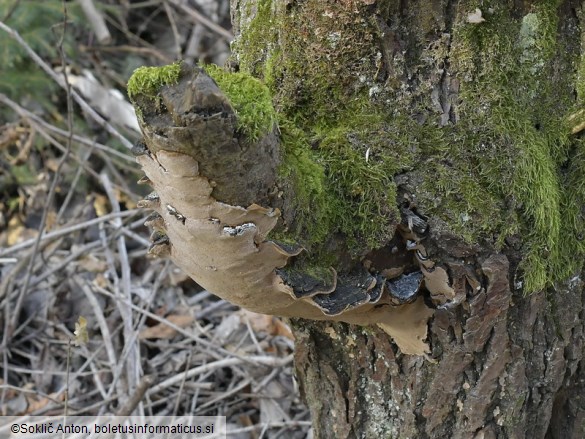 Phellinopsis conchata