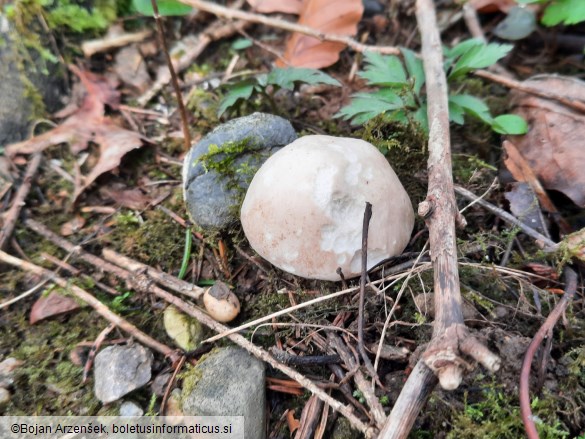 Calocybe gambosa