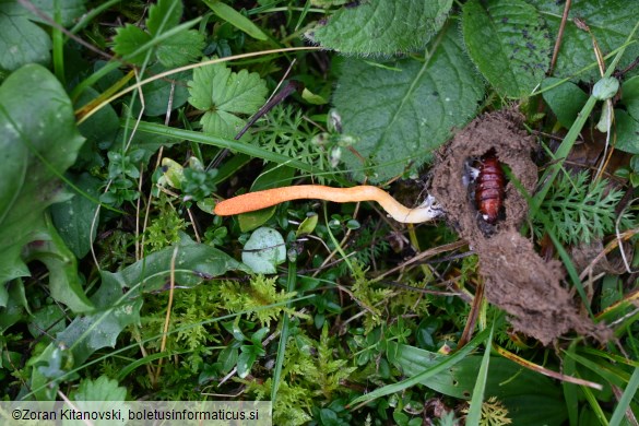 Cordyceps militaris