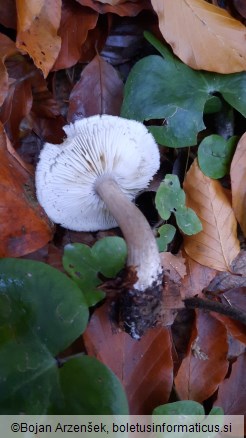 Tricholoma squarrulosum