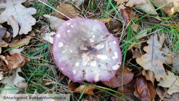 Russula romellii