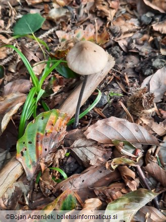 Mycetinis alliaceus