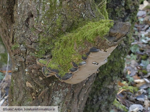 Phellinopsis conchata